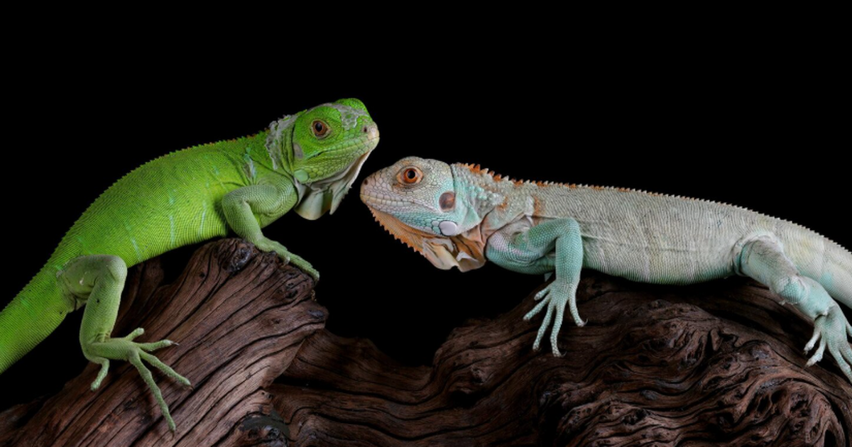 Вирусологи из Китая и Австралии кардинально рас...