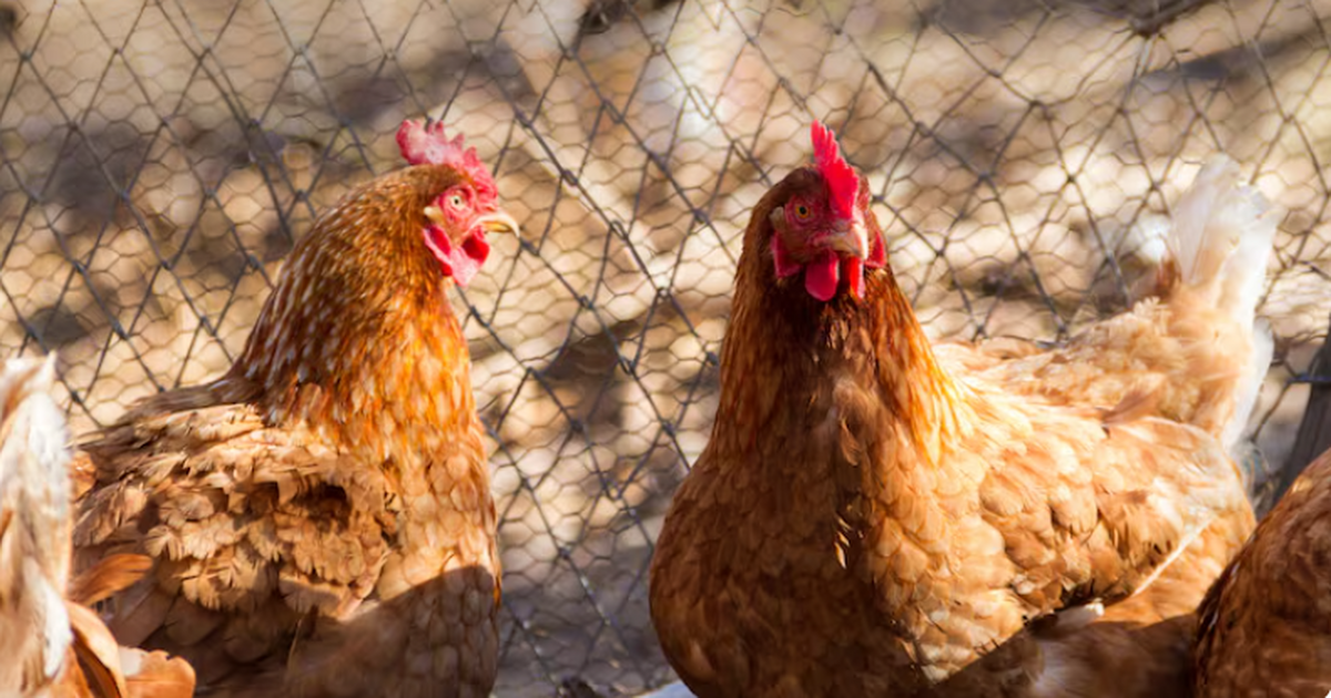 Технологии ИИ помогут генетикам увеличить продуктивность птицеводства в России Российские ученые применяют ИИ для селекции пти...