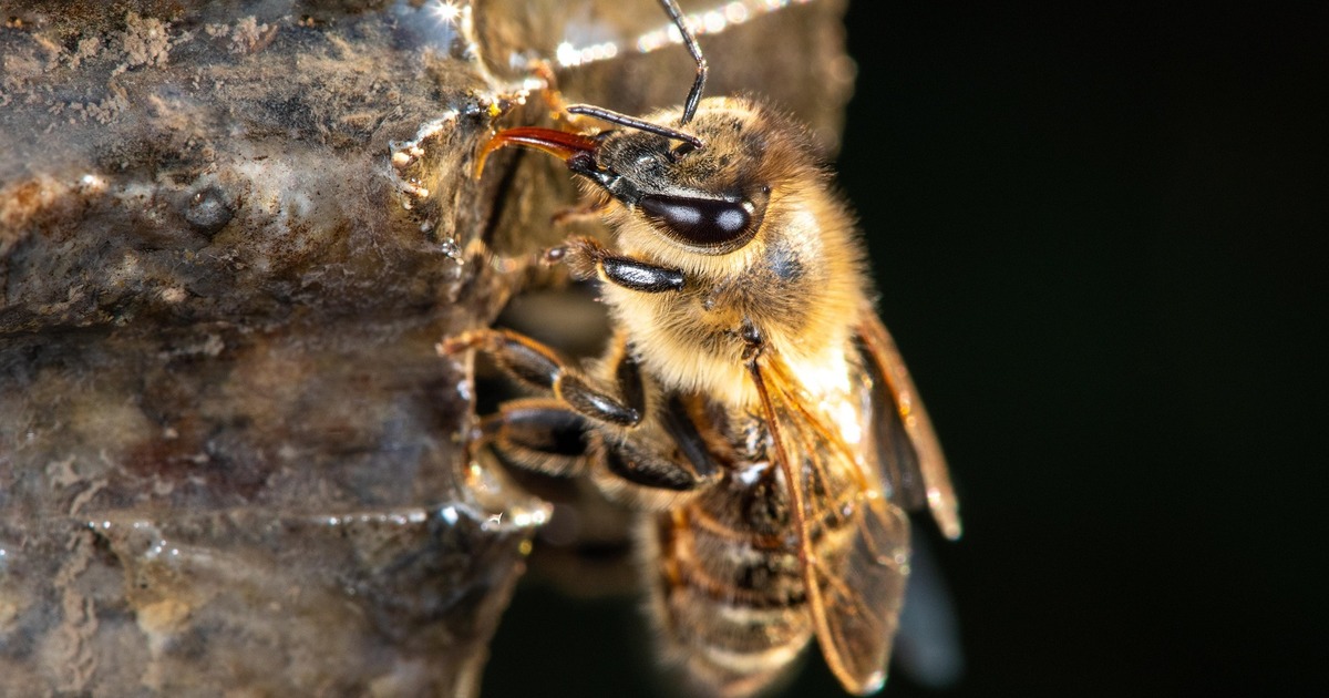 На борту находились 102 пассажира и пять членов...