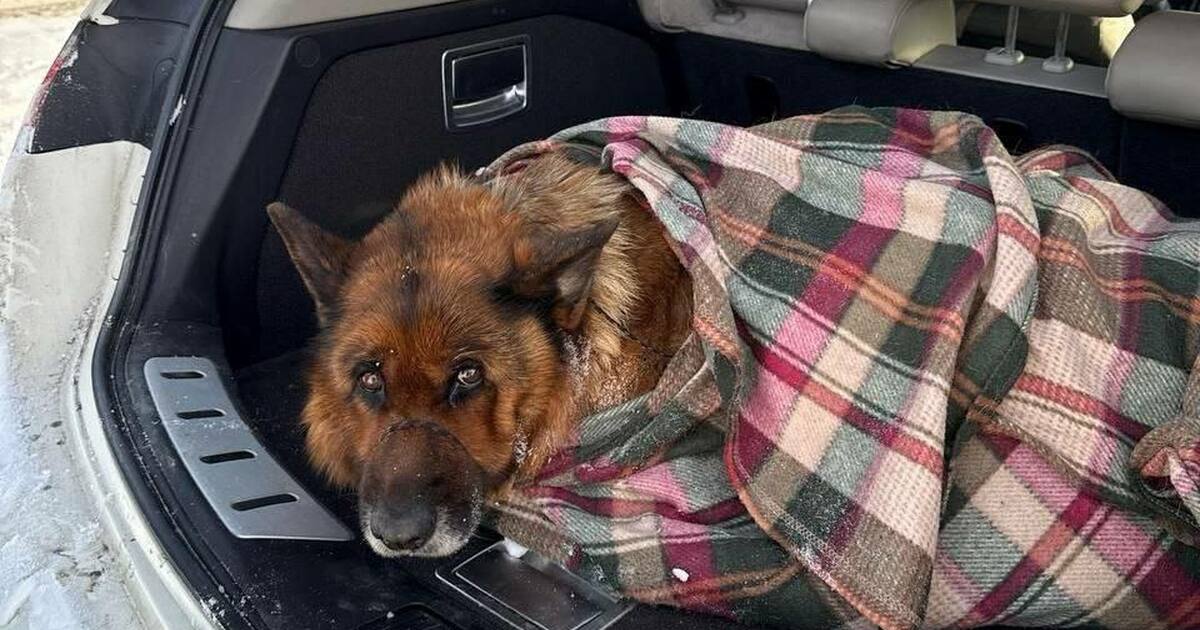 Животное заметил сотрудник КбшЖД