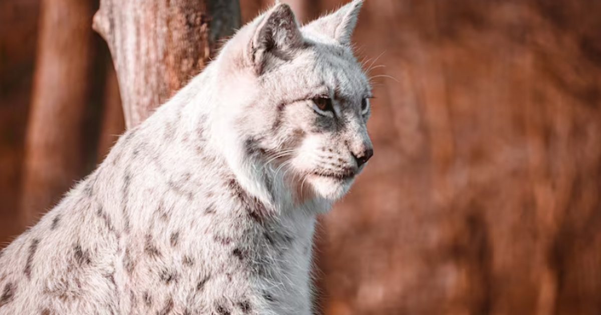 Сибирские саблезубые кошки прятались в редколесьях Российские палеонтологи реконструировали ландша...