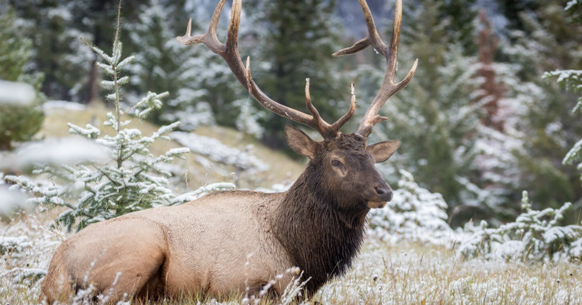 В Норвегии нашли подо льдом 1500‑летнюю ловушку для диких оленей В норвежской области Вестланн археологи обнаруж...