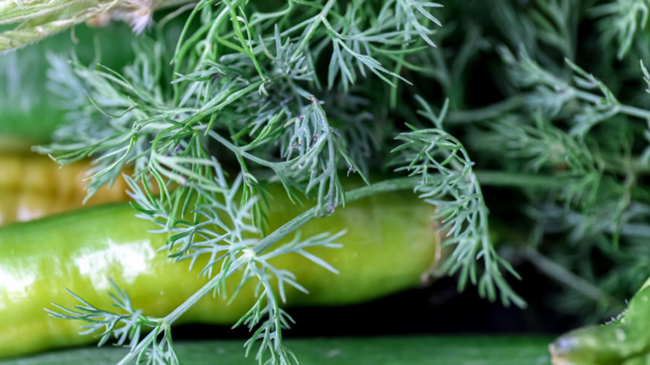 Замороженный укроп без «вкуса травы»: три типич...