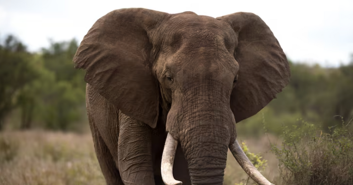 Ученые выяснили, что слоны Ботсваны реагируют н...