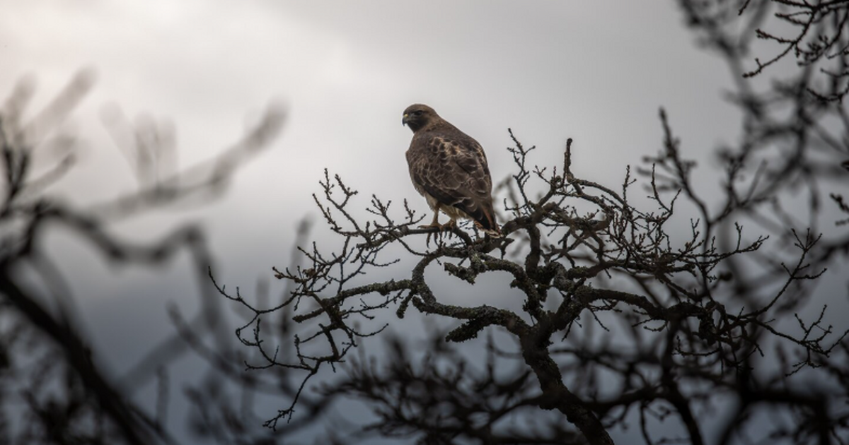 Учёные изучили влияние радиации на певчих птиц ...