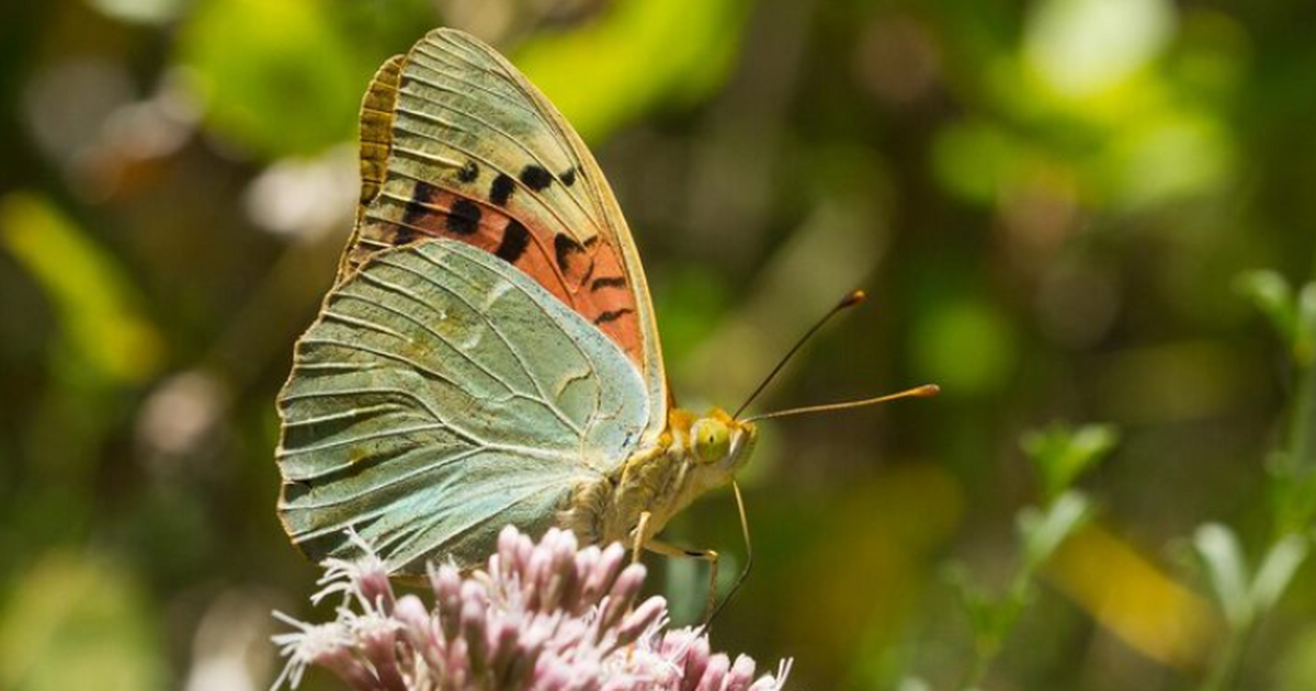 Учёные открыли три новых вида тропических бабоч...
