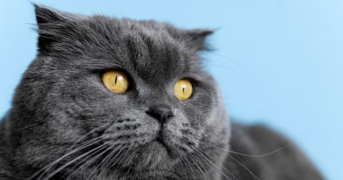 В стамбульском аэропорту специалисты спасли сбе...