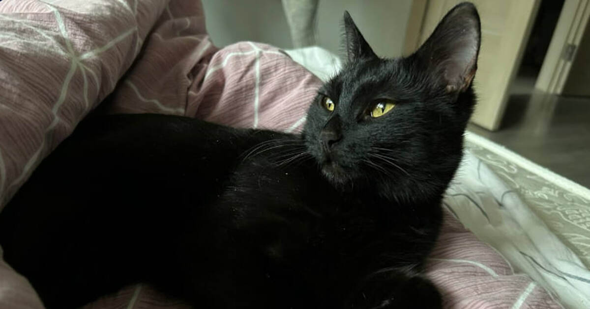 Гладите кота — а он кусается: 5 скрытых причин такого поведения Кошка мурлыкала — и вдруг укусила: почему так п...