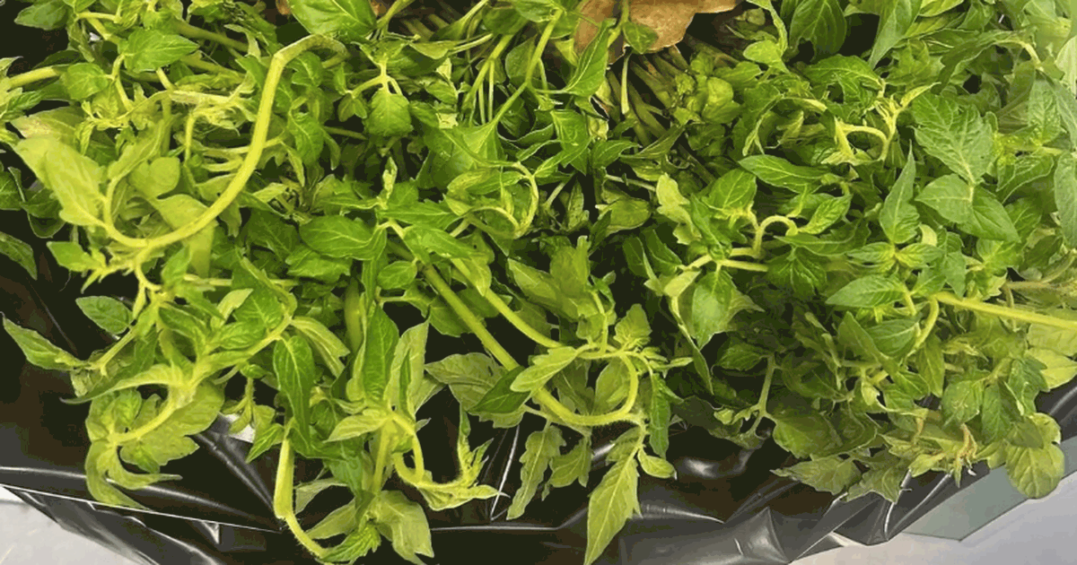 В аэропорту Курумоч остановили партию рассады и...