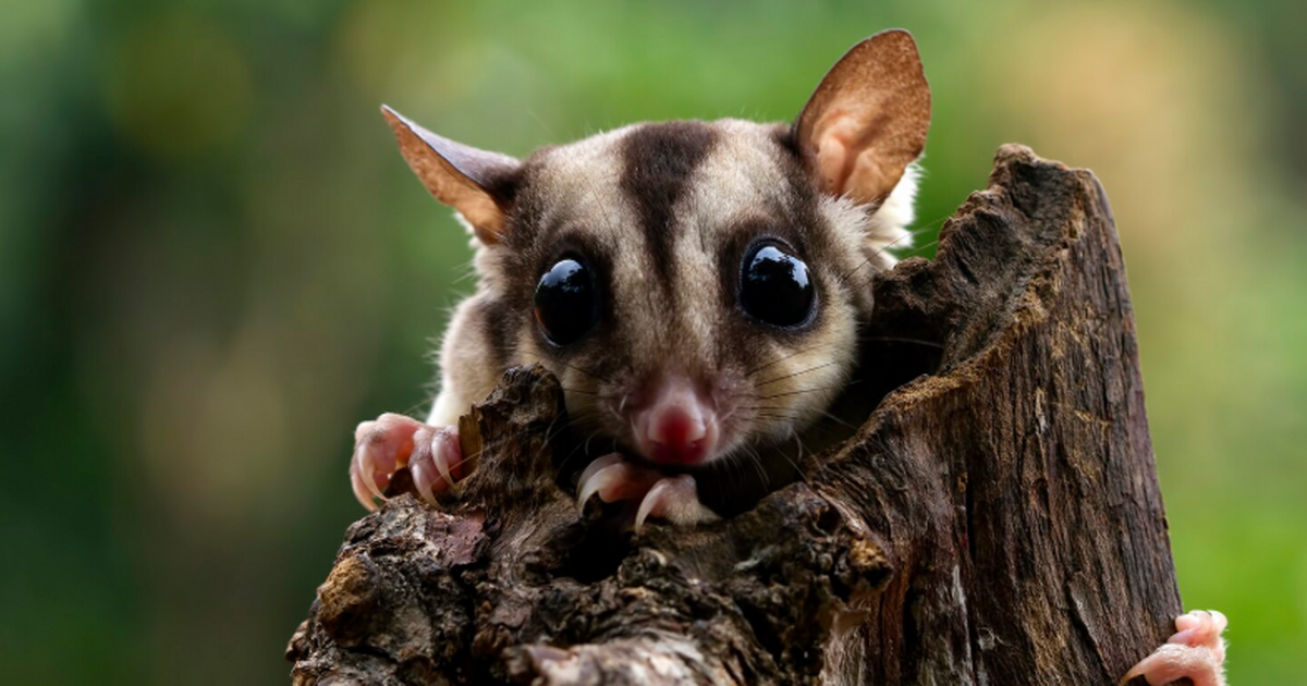 В Новой Гвинее обнаружены два сумчатых, считавшихся вымершими около 6000 лет Ученые обнаружили в Новой Гвинее два сумчатых в...
