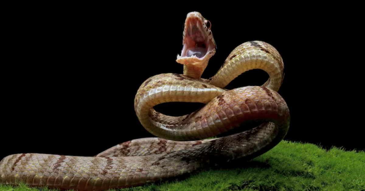 Зачем змеям яд: основные эволюционные и защитные функции Яд змей — одна из самых сложных биохимических с...