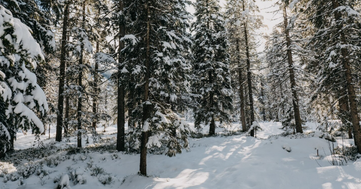 Криминалист Михаил Игнатов заявил, что семья пр...