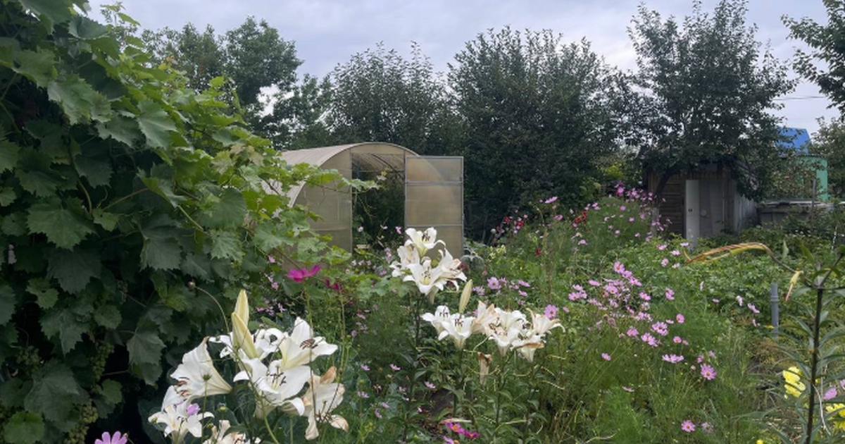 Петунии в феврале: как вырастить идеальную расс...