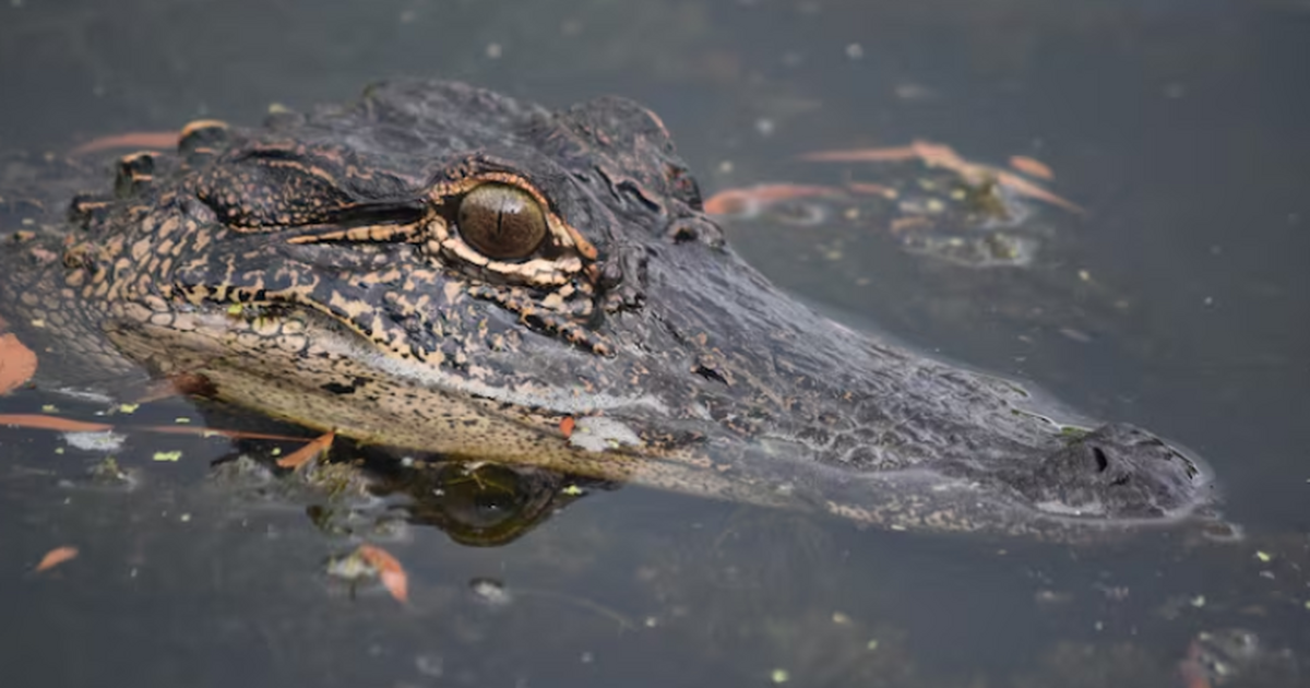 Палеонтологи обнаружили в Эфиопии новый вид кро...