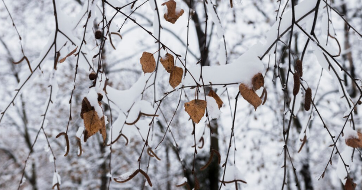Погода в Самаре: гололёд, мокрый снег и первая ...