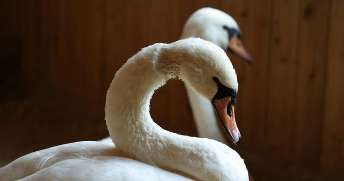 Лебеди уже успешно адаптировались