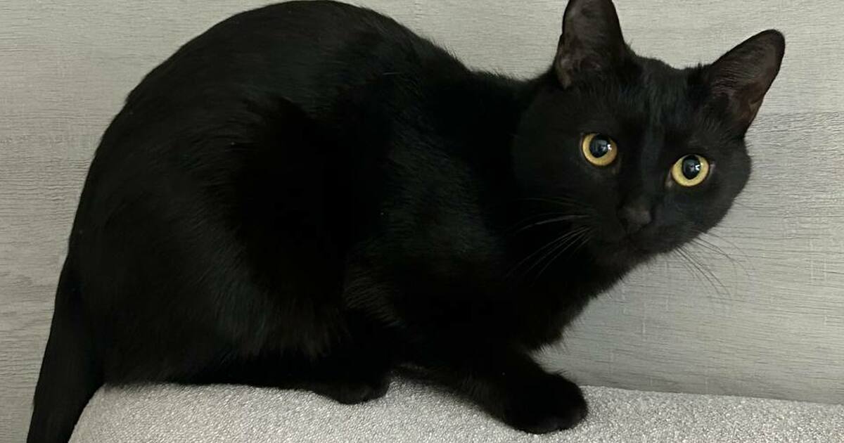 Эксперты объяснили, почему кошки и собаки трясу...