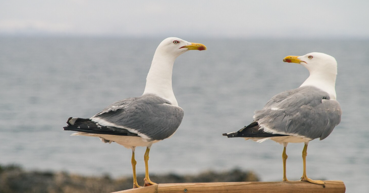 Учёные: крик мужским голосом отпугивает чаек от еды Исследователи Эксетерского университета выяснил...