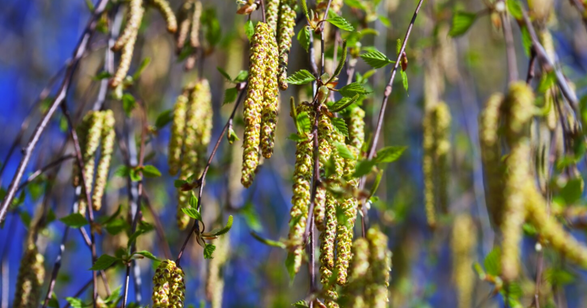 Отечественная вакцина «Аллергард» против аллерг...