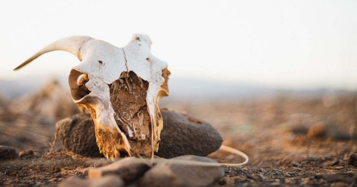 В древних руинах в Китае обнаружен «парк дикой природы» возрастом три тысячи лет В Китае археологи нашли свидетельства «парка ди...