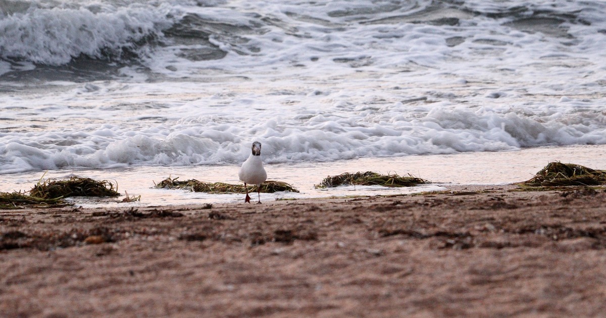 Соленость водоема может превысить 20 промилле