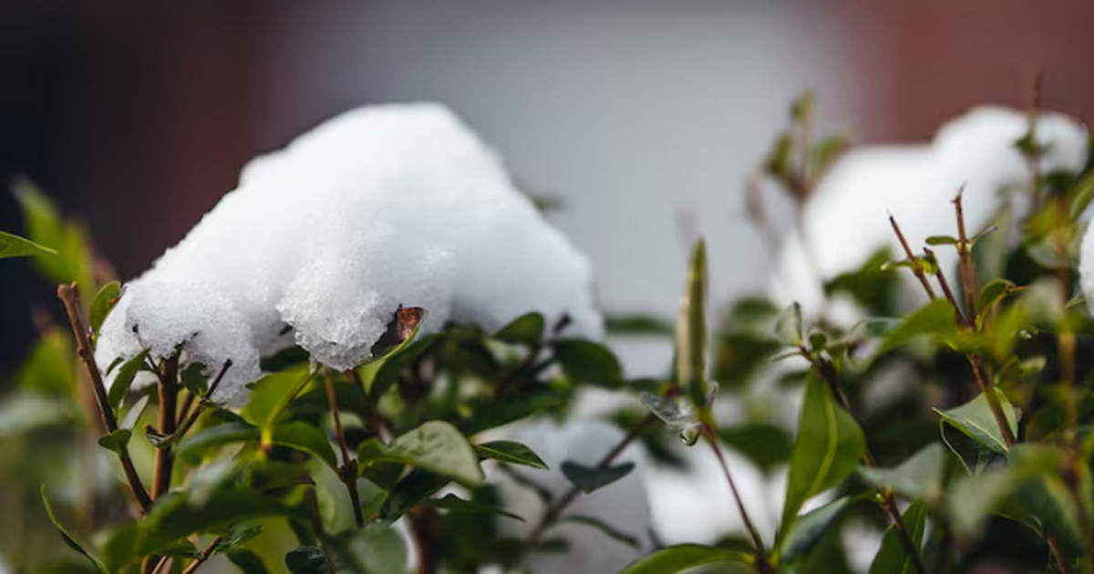 В ближайшие ночи в ряде регионов столбик опусти...
