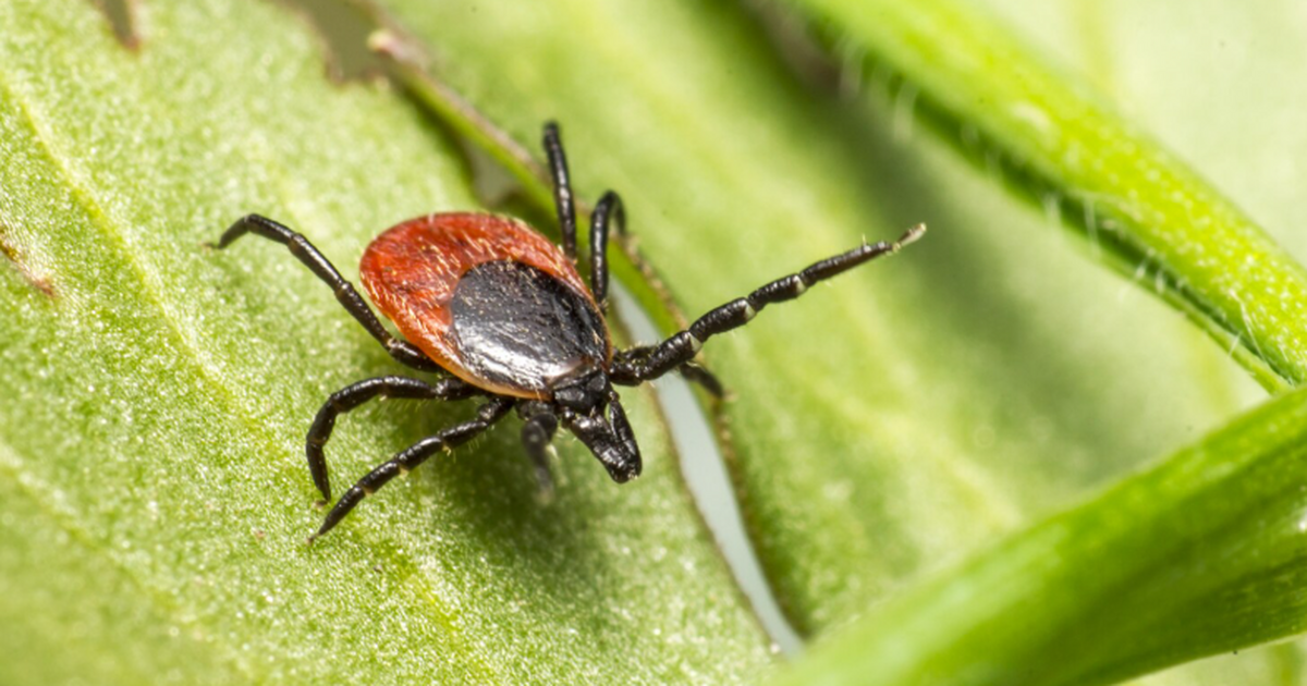 В 2026 году в средней полосе России ожидается р...