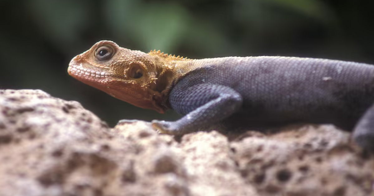 В Австралии обнаружены особи одного из самых редких видов рептилий сцинка В Австралии подтверждено существование сцинка к...
