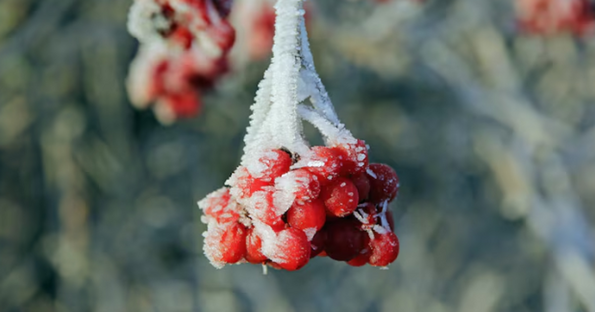 Зима уходит прочь от нас: Вильфанд сообщил россиянам об ожидаемой волне тепла в декабре Осень ухватилась за край календаря — и никак не...