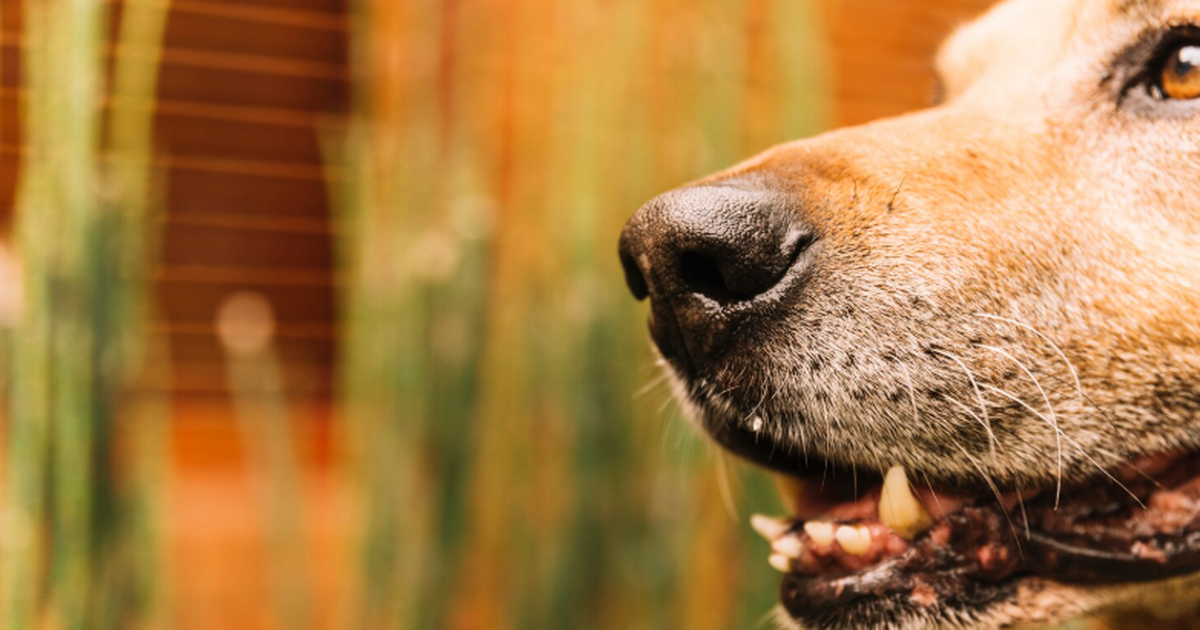 Под Самарой выявили новый очаг бешенства: в селе ввели строгий карантин В селе Грачевка Самарской области обнаружен оча...