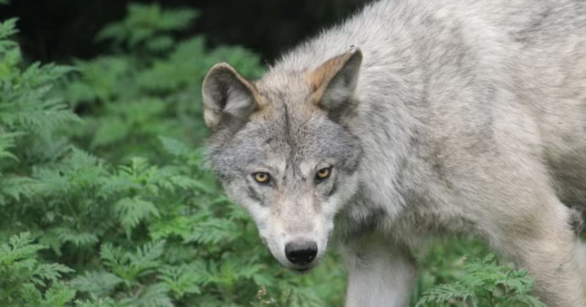 В Канаде зафиксировали новый вид поведения у ди...