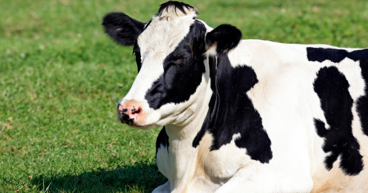 В Краснодарском крае изучат, почему клоны‑телята рождаются аномально крупными Ученые впервые получившие клонированного телёнк...