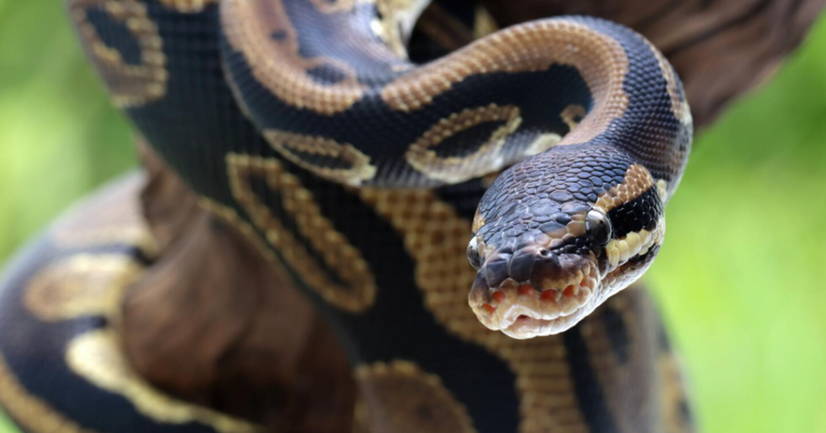 На Тайване нашли позвонок древнего питона длино...