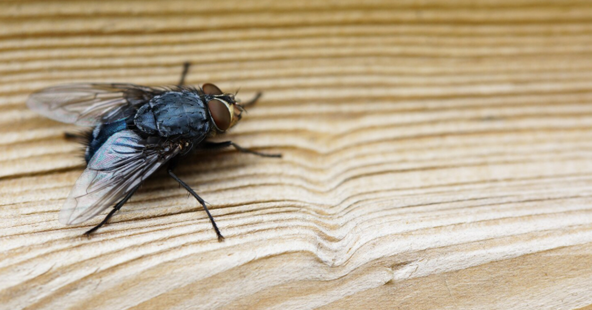 Ученые представили новую версию летающего микро...