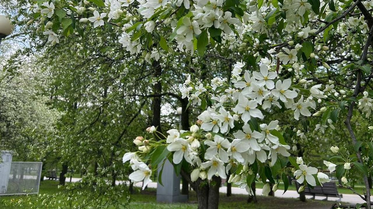 Город накроет волна пыльцы: потепление обернётся аллергическим кошмаром В Самарскую область с 5 мая вернется тепло.