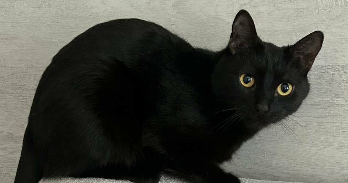 Почему ласковый кот вдруг кусается: сигнал, который нельзя игнорировать Кошка просит ласки, а потом кусает: причина уди...