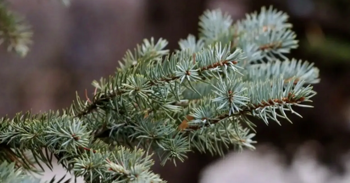 В этом году планируется высадить 50 елей и 50 д...