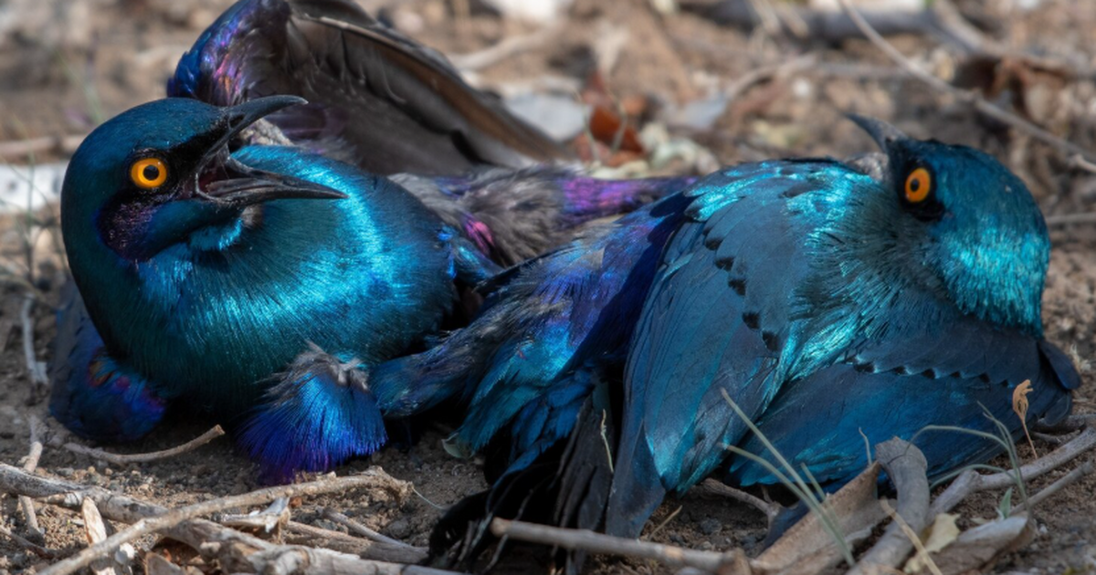 Автоматические камеры на острове Трувана позвол...