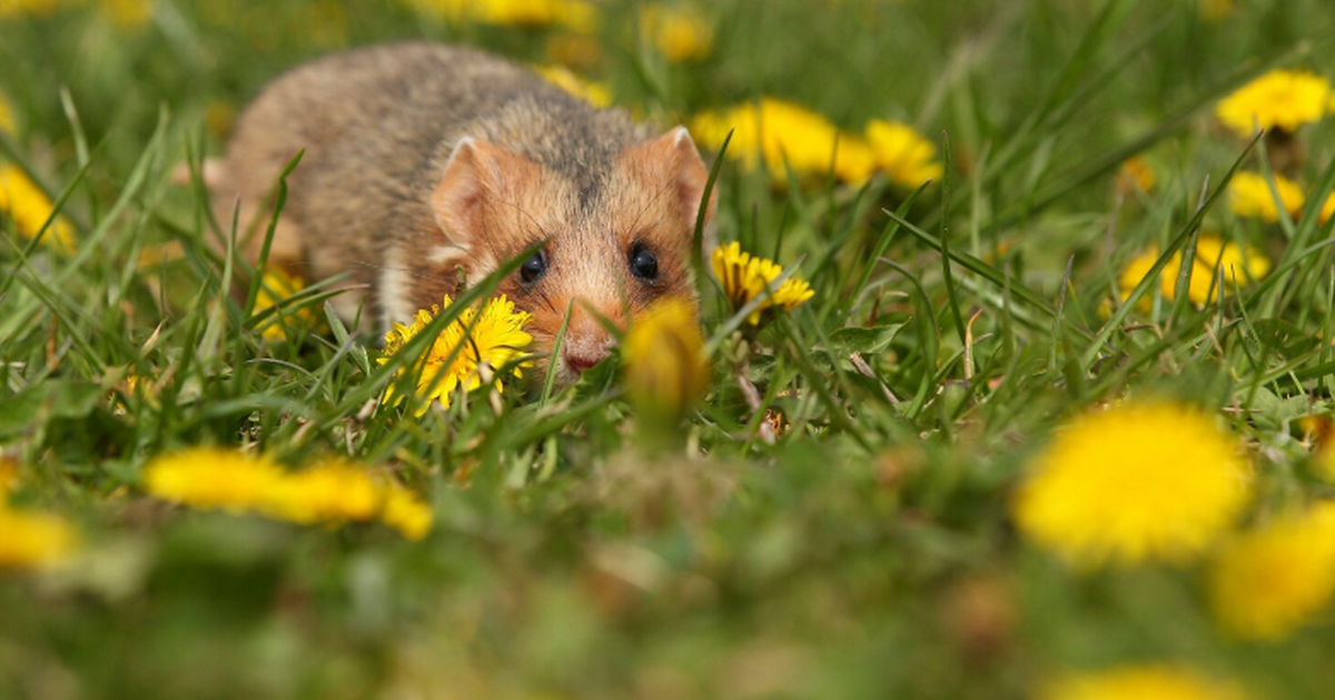 Учёные доказали, что ольхонская полевка на Байк...