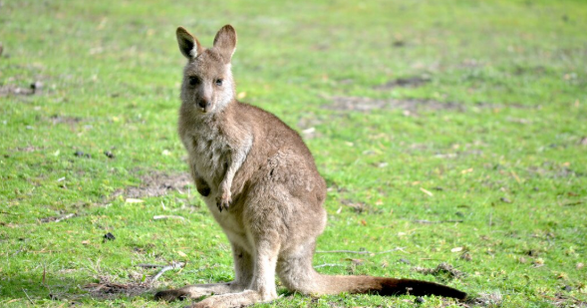 Ученые провели молекулярно-филогенетический ана...
