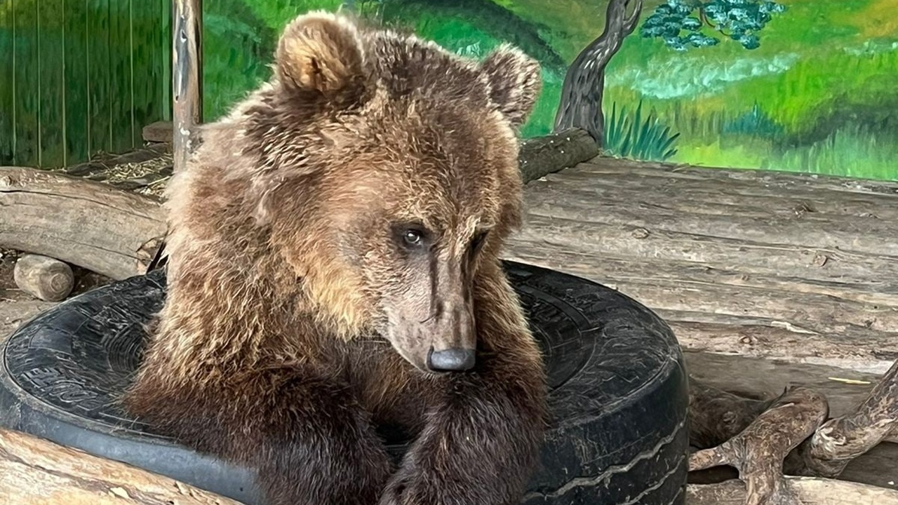 В Самарском зоопарке медведь Умка проявляет пор...