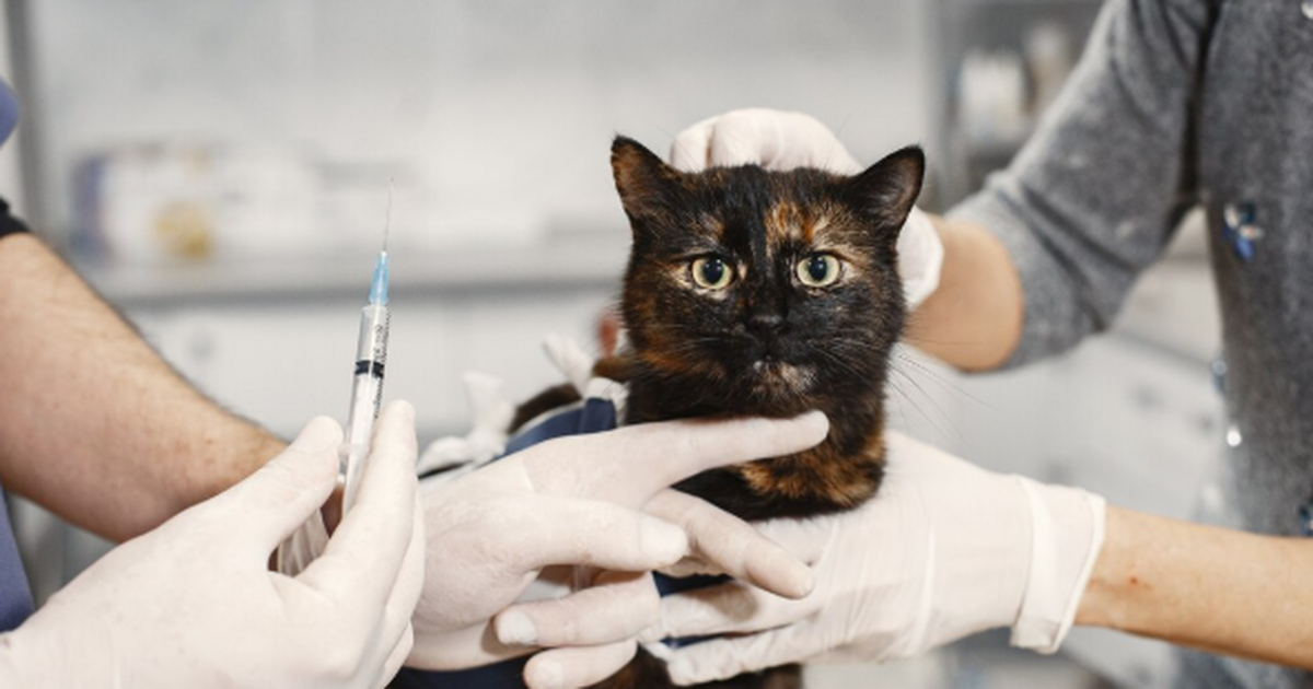 Владельцам домашних животных напомнили о необхо...