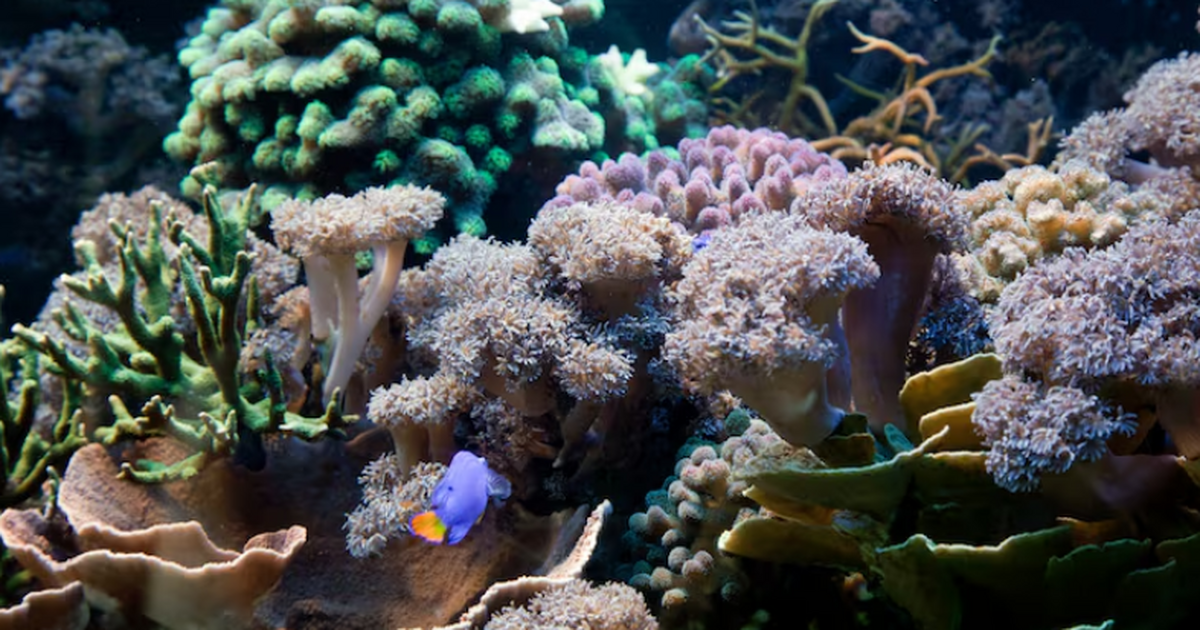 Учёные впервые точно определили возраст коралло...