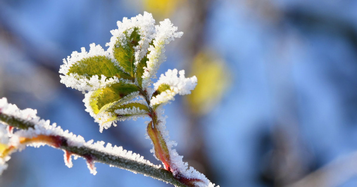 Синоптики раскрыли новые даты наступления зимы: когда в Центральной России начнутся минусовые температуры Столичный регион продолжает жить в режиме «бону...