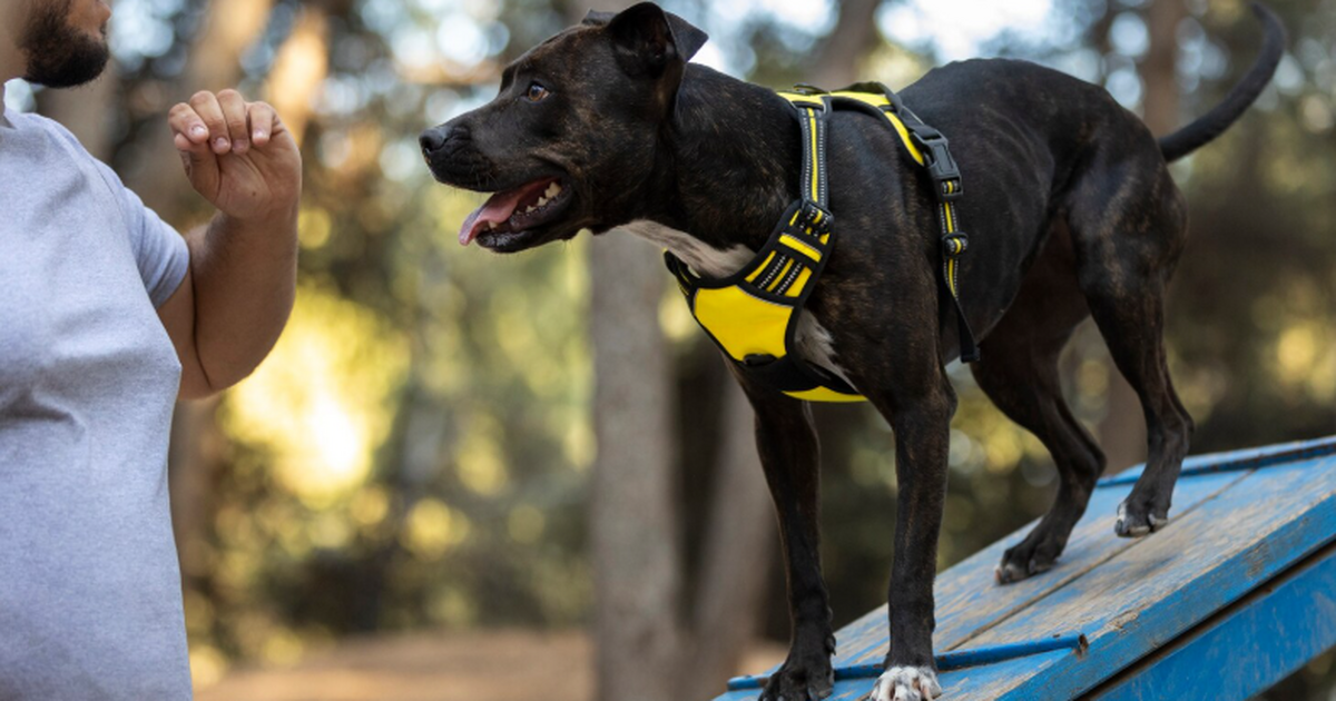 В Куйбышевском районе Самары появится площадка с бесплатными занятиями для собак В Самаре в ближайшие три года планируют создать...