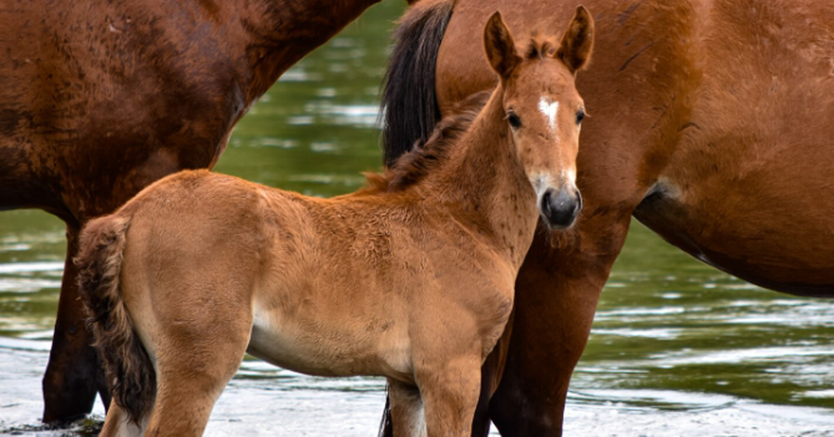 В Институте коневодства родился первый в России...
