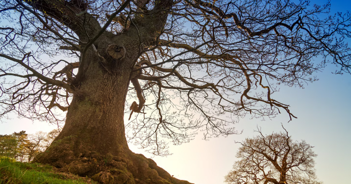В Ленобласти нашли ствол дерева возрастом 400 млн лет с сохранившимися корнями Ученые обнаружили в Шалово‑Перечицком песчаном ...