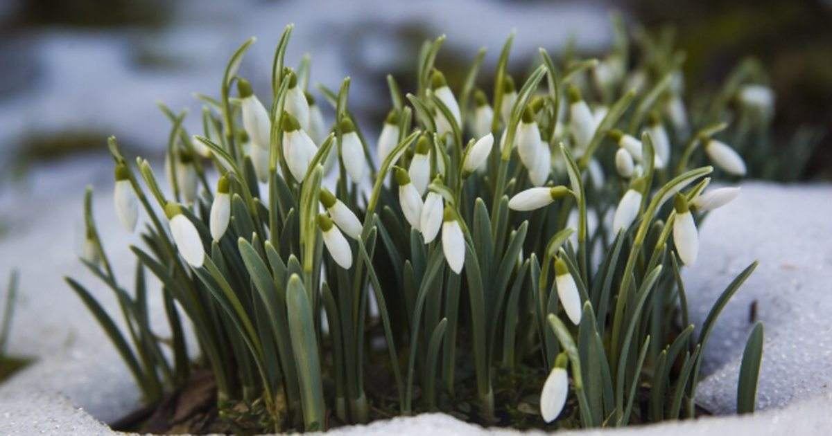Морозы до −32 и резкое потепление: погода удиви...