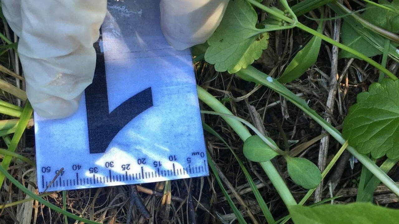 От порыва ураганного ветра упало дерево на улиц...