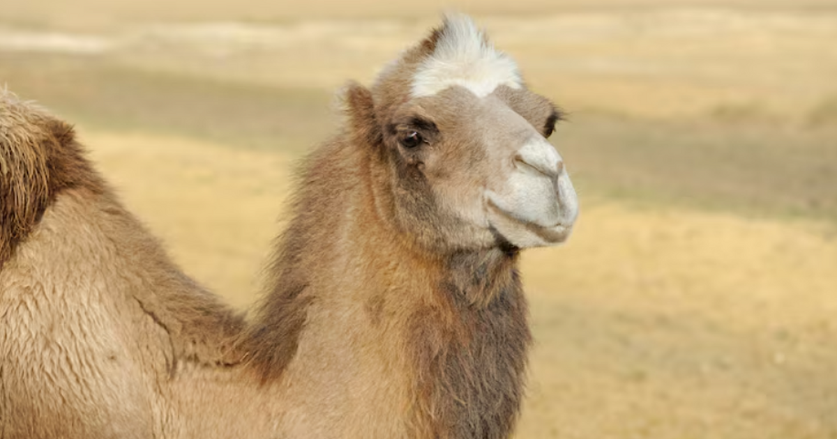 Группа ученых описала потенциал нанотел — укоро...